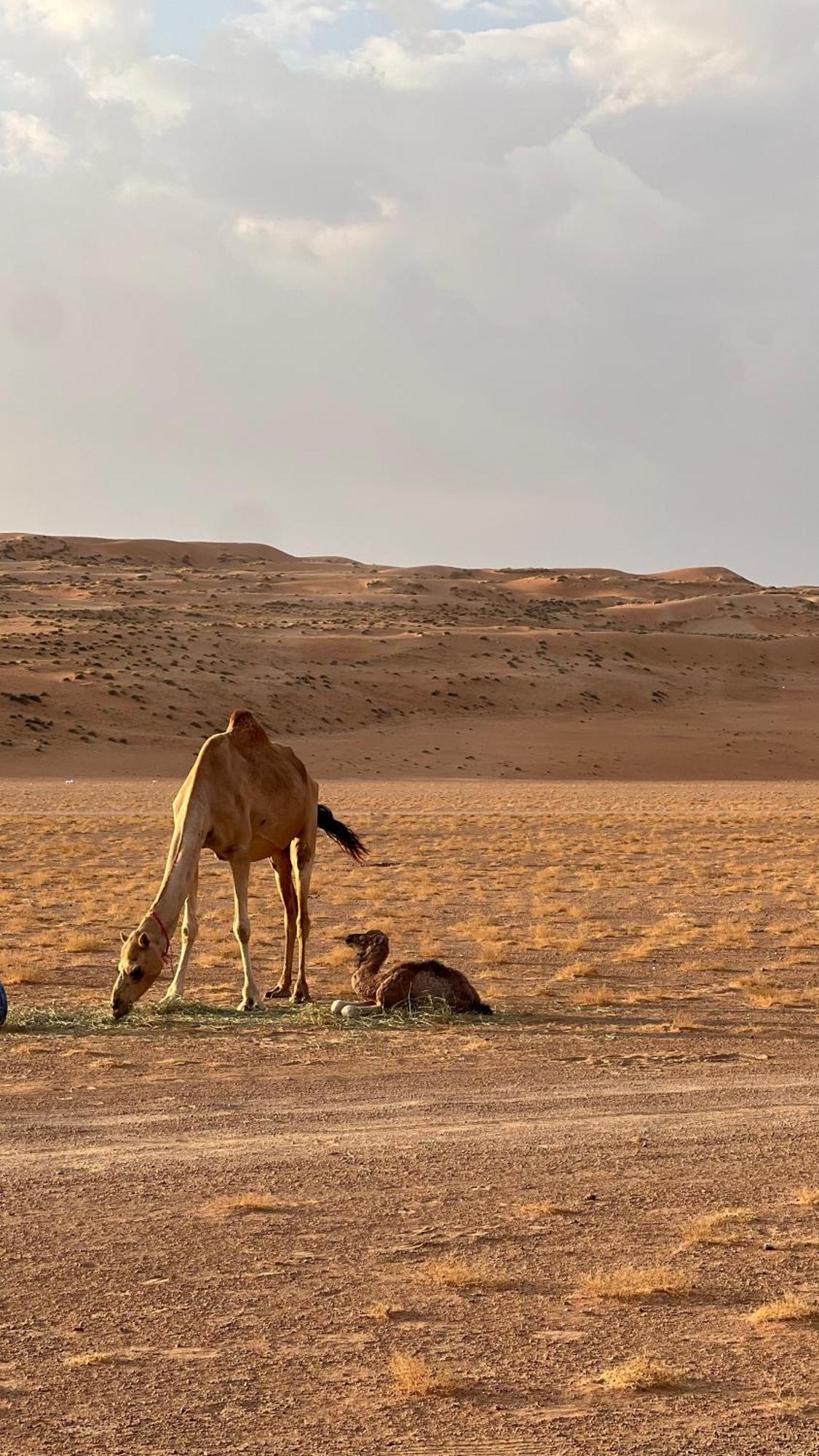 فندق Adventurer Camp الوصل المظهر الخارجي الصورة